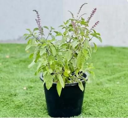 तुलसी का पौधा 