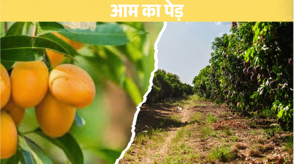 आम का पेड़ – एशिया की धरती का असली रत्न