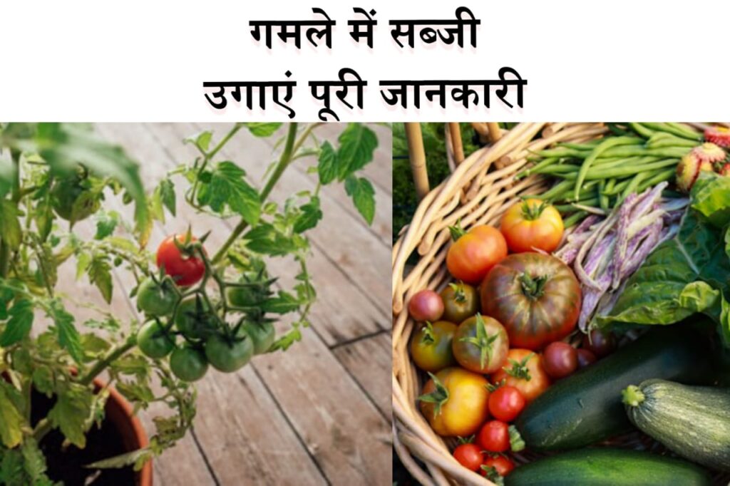 गमले में सब्ज़ी