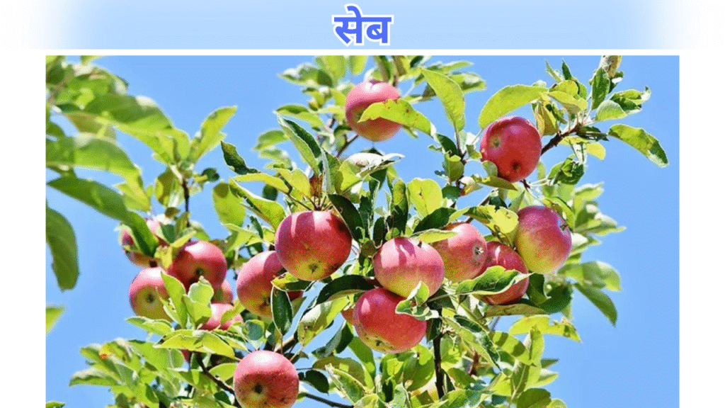 सेब
