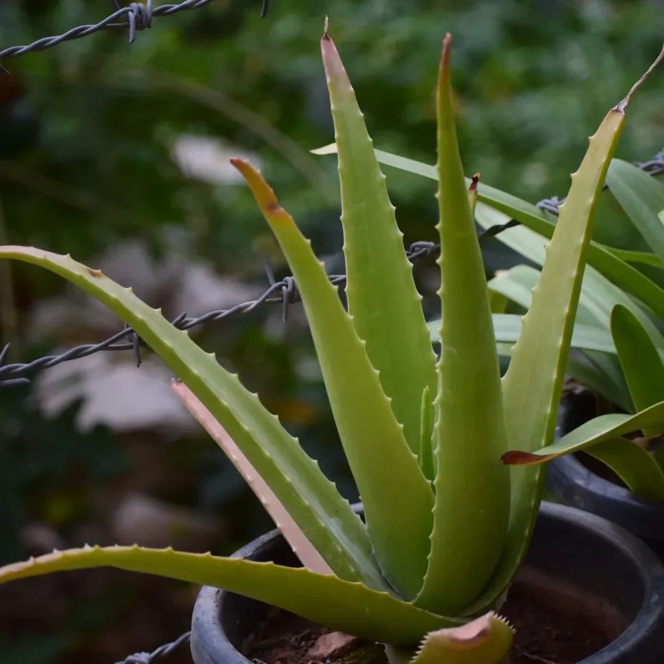 Aloe Vera