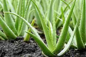 aloe vera ped