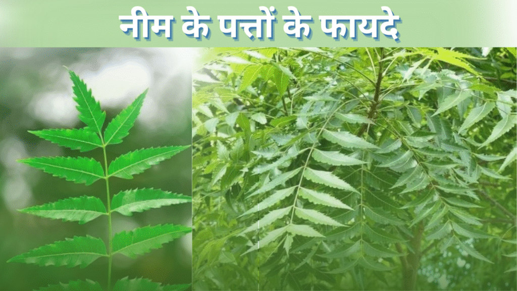 नीम पत्तों के फायदे
