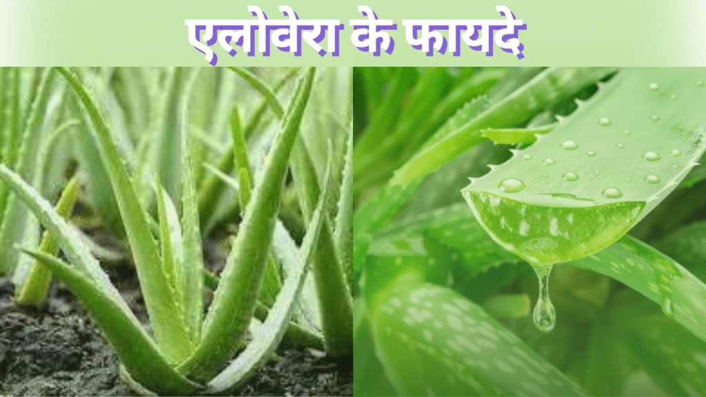 एलोवेरा के फायदे