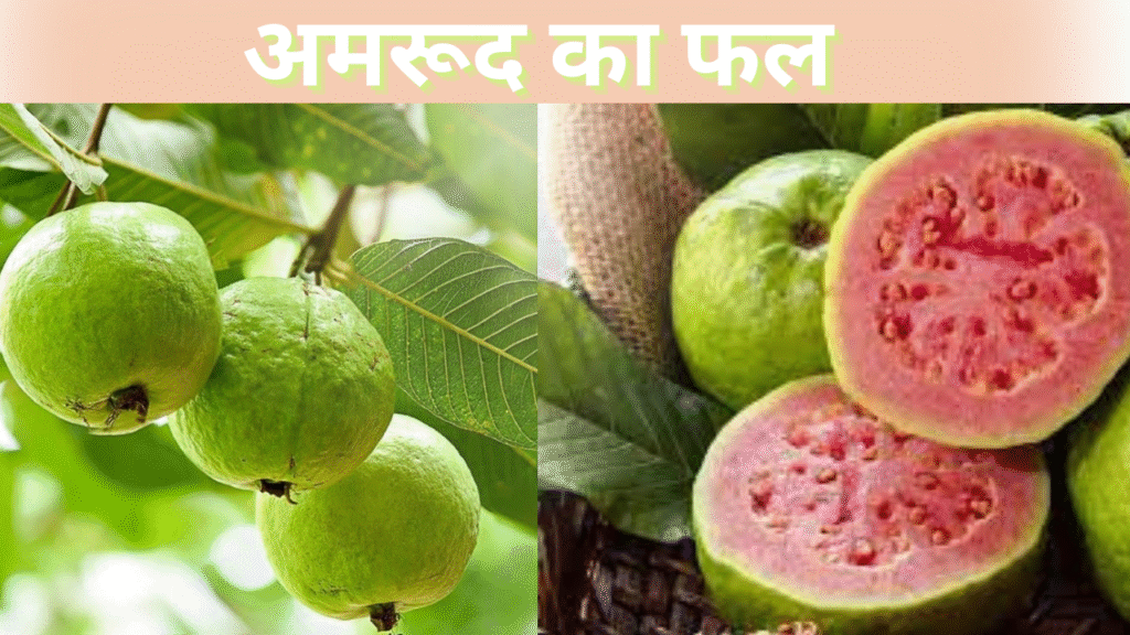 अमरूद फल
