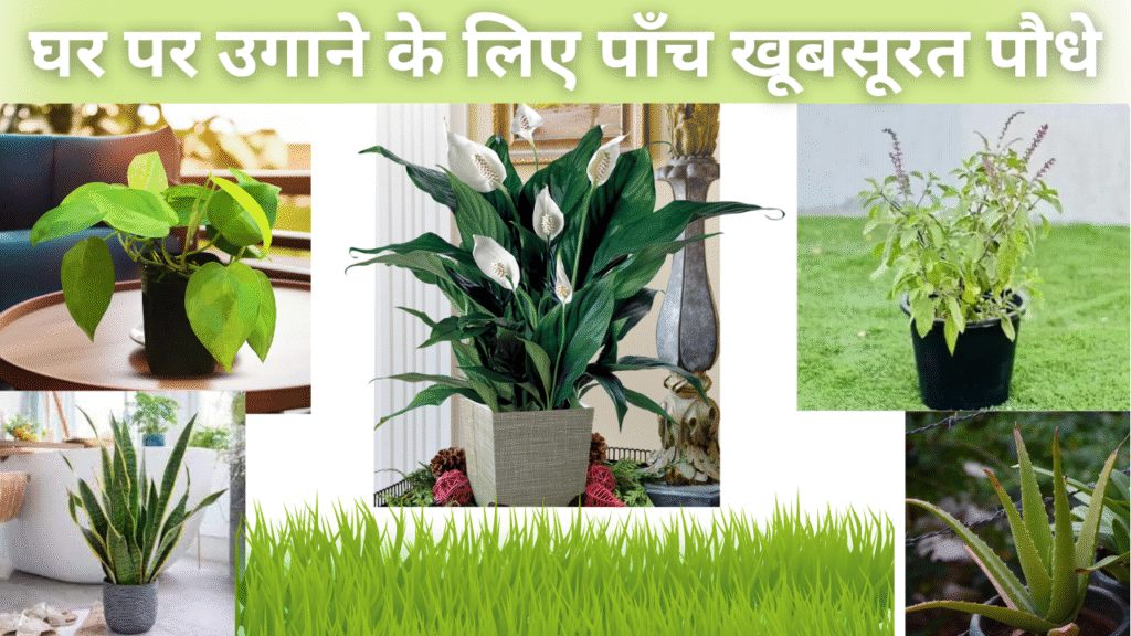घर पर उगाने के लिए पाँच खूबसूरत पौधे
