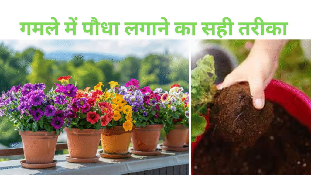 गमले में पौधा लगाने का सही तरीका