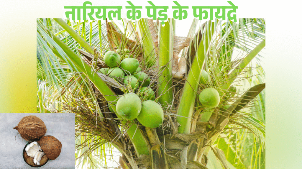 नारियल के पेड़ के फायदे