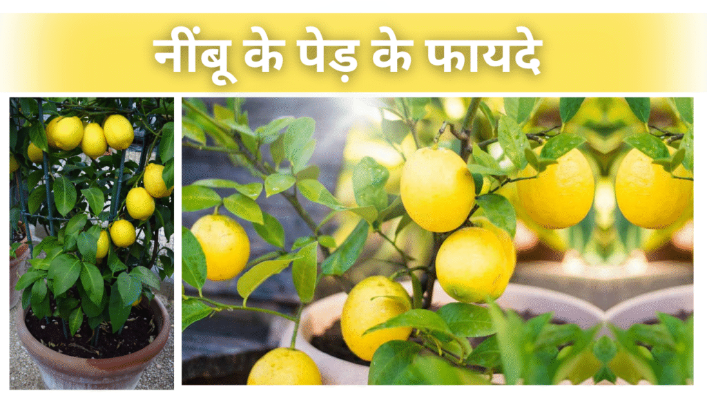 नींबू के पेड़ के फायदे