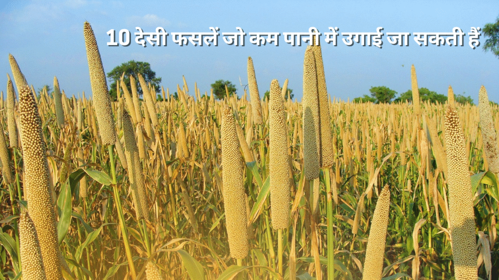 10 देसी फसलें जो कम पानी में उगाई जा सकती हैं