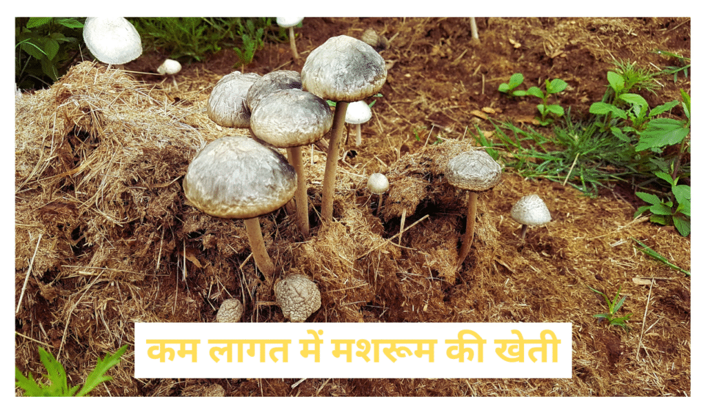 मशरूम की खेती