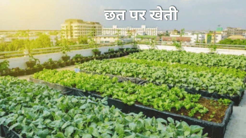 छत पर खेती