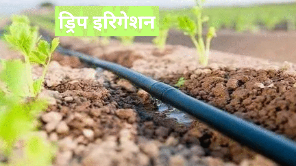 ड्रिप इरिगेशन